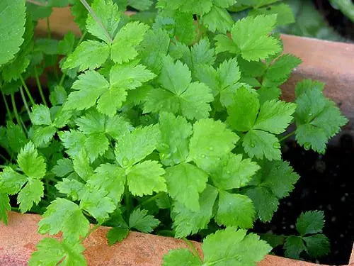 Mitsuba Seeds