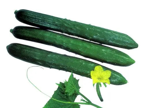 Tokiwa Japanese Cucumber Seeds