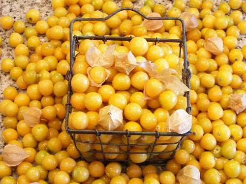 Aunt Molly's Groundcherry Seeds