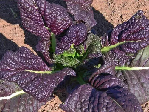 Red Giant Mustard Seeds