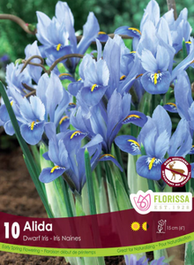 Bulbs, Dwarf Iris, Alida