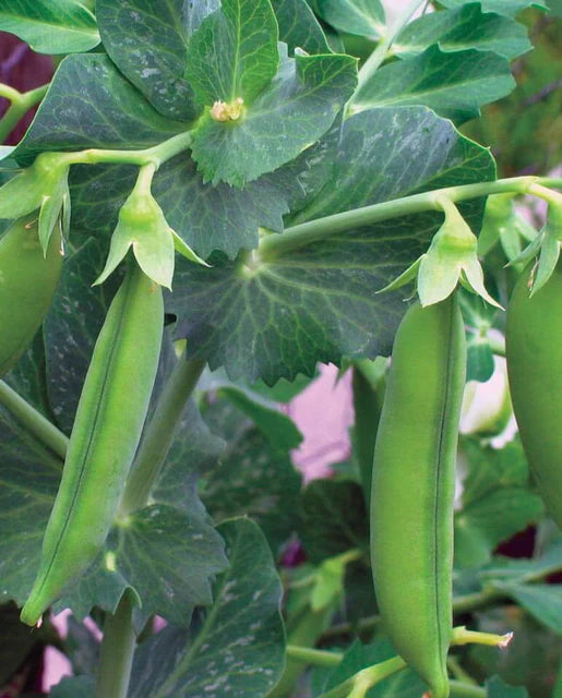 Little Marvel Shelling Pea Seeds