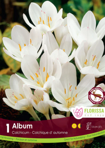 Bulbs, Colchicum, Autumnale Album
