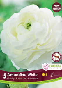 Bulbs, Ranunculus, Amandine White