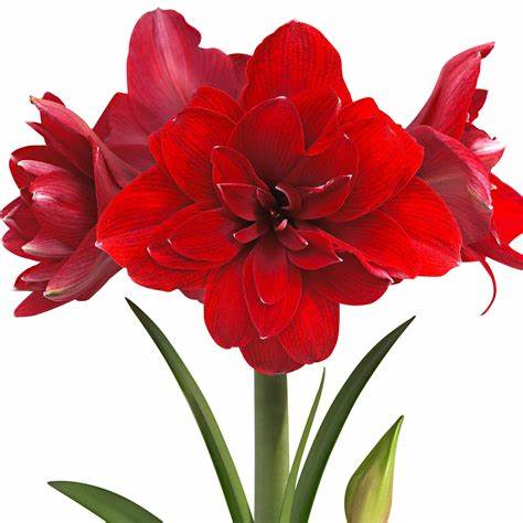 Amaryllis Double Dragon