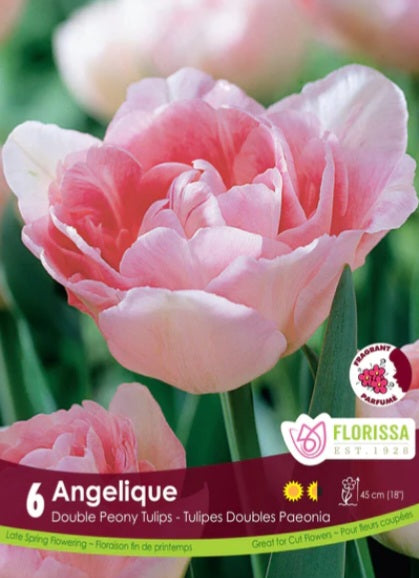 Bulbs, Tulip, Angelique