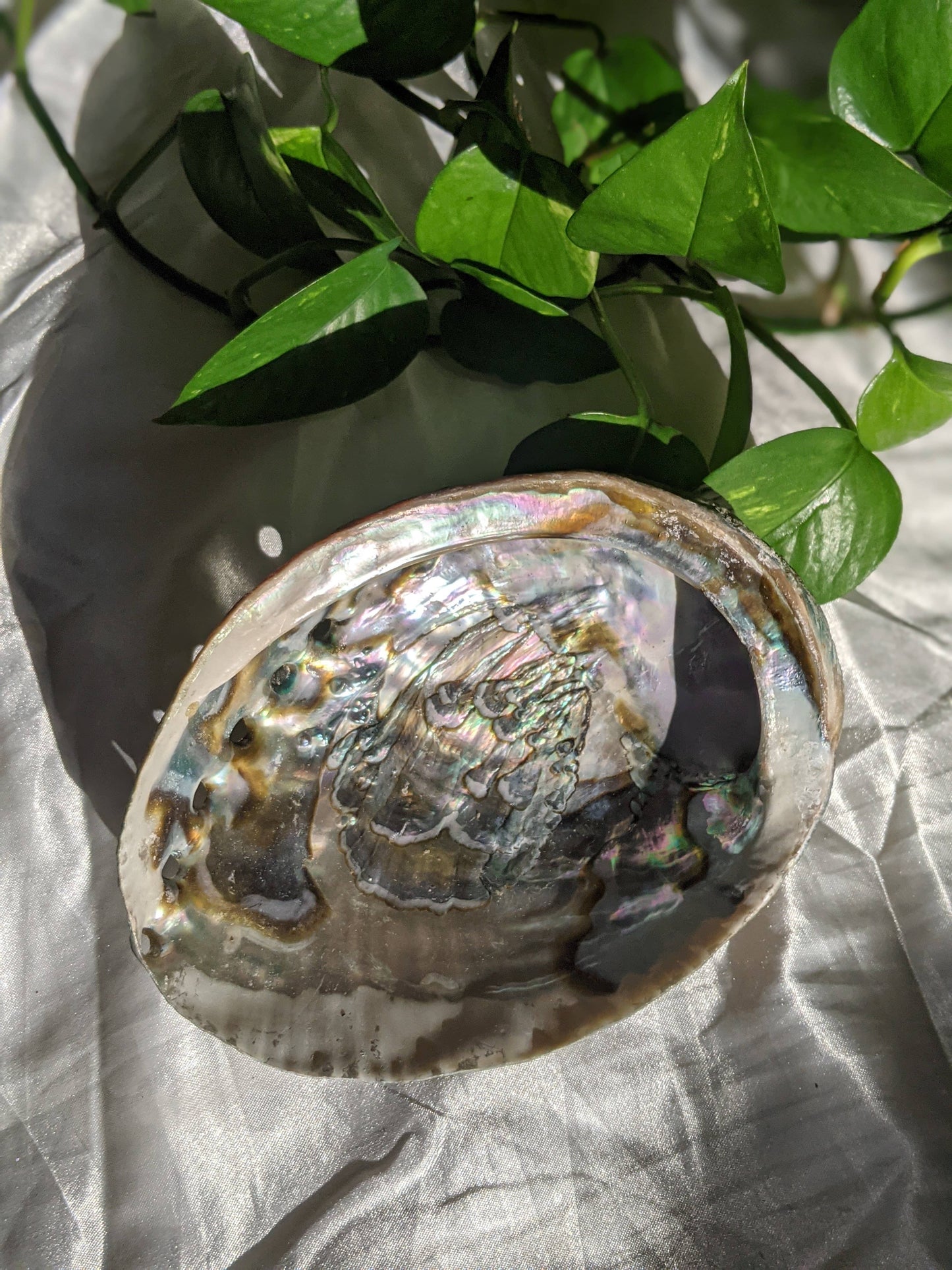 808 Company - Abalone Shells 3"-4"