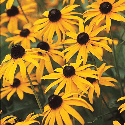 Dry and Sunny Wildflower Seed Mix