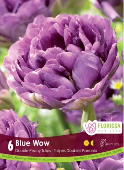 Bulbs, Tulip, Blue Wow