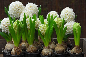 Bulbs, Prepared Hyacinth, L'Innocence