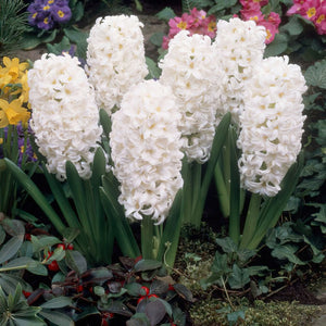 Bulbs, Hyacinth, Carnegie