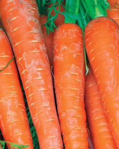 Carrots Bolero F1