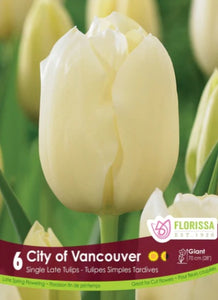Bulbs, Tulip, City of Vancouver