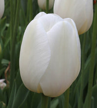 Load image into Gallery viewer, Bulbs, Tulip, City of Vancouver
