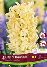 Load image into Gallery viewer, Bulbs, Hyacinth, City of Haarlem

