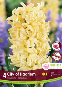 Bulbs, Hyacinth, City of Haarlem