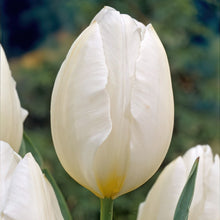 Load image into Gallery viewer, Bulbs, Tulip, Diana
