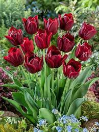 Bulbs, Tulip, National Velvet
