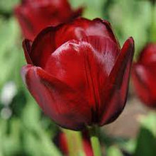 Load image into Gallery viewer, Bulbs, Tulip, National Velvet
