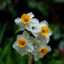 Load image into Gallery viewer, Bulbs, Narcissus, Chinese Sacred Lily
