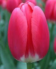 Load image into Gallery viewer, Bulbs, Tulips, Cherry Delight
