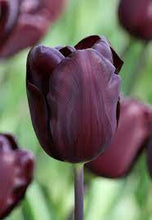 Load image into Gallery viewer, Bulbs, Tulip, Continental

