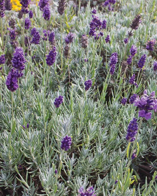 Herb Lavender Dwarf Munstead
