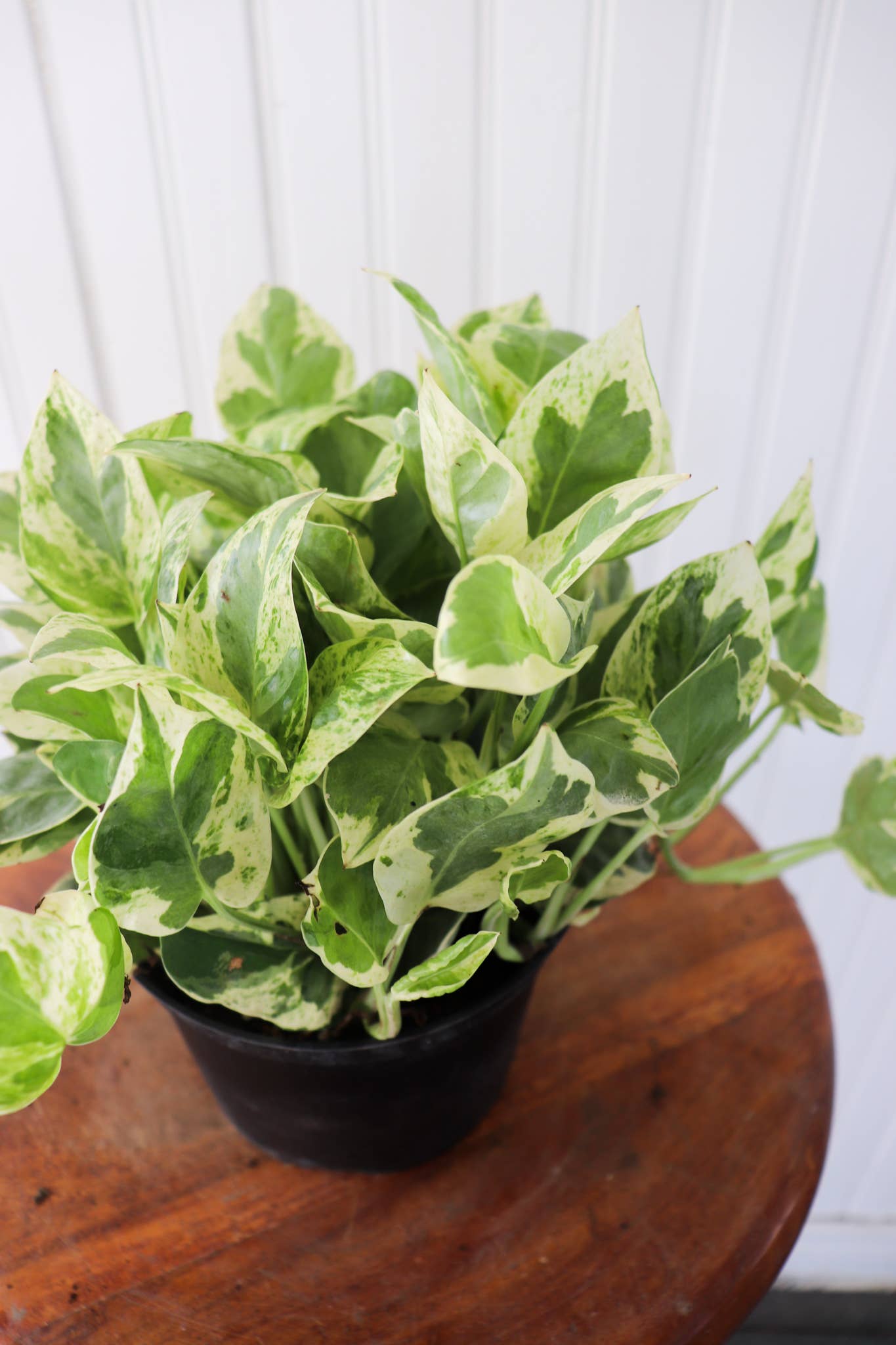 Anna's Garden, Home and Wellness - 6" Pothos Assorted