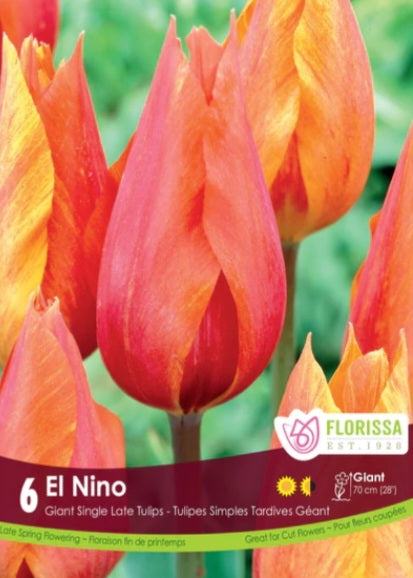 Bulbs, Tulip, El Nino
