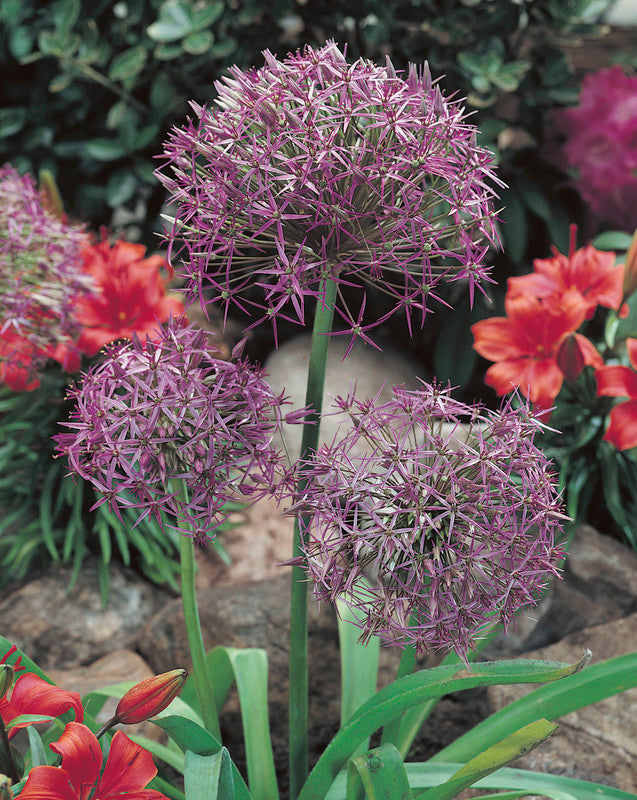 Bulbs, Allium, Christophii