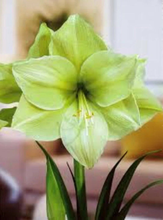 Amaryllis Fantasy