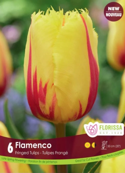 Bulbs, Tulip, Flamenco