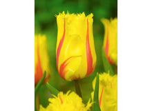Load image into Gallery viewer, Bulbs, Tulip, Flamenco
