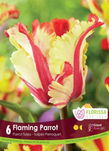 Bulbs, Tulip, Flaming Parrot