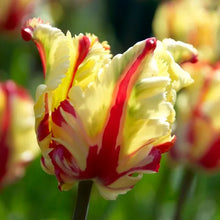 Load image into Gallery viewer, Bulbs, Tulip, Flaming Parrot
