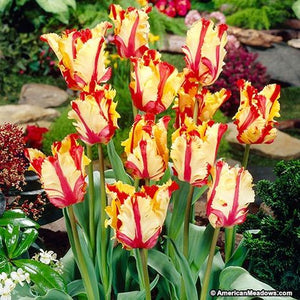 Bulbs, Tulip, Flaming Parrot
