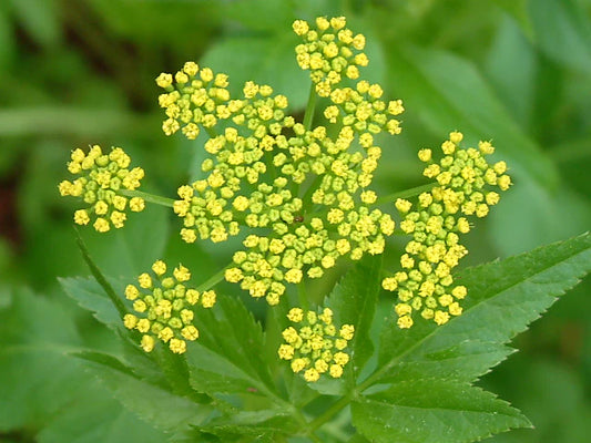 Seeds Golden Alexanders