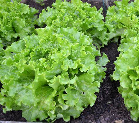 Lettuce Loose Leaf Grand Rapids TBR