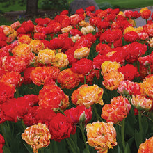 Load image into Gallery viewer, Bulbs, Tulip, Gudoshik
