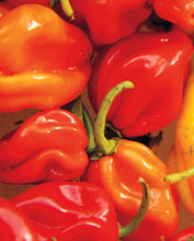 Load image into Gallery viewer, Peppers Red Habanero
