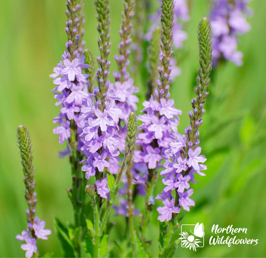 Seeds Hoary Vervain