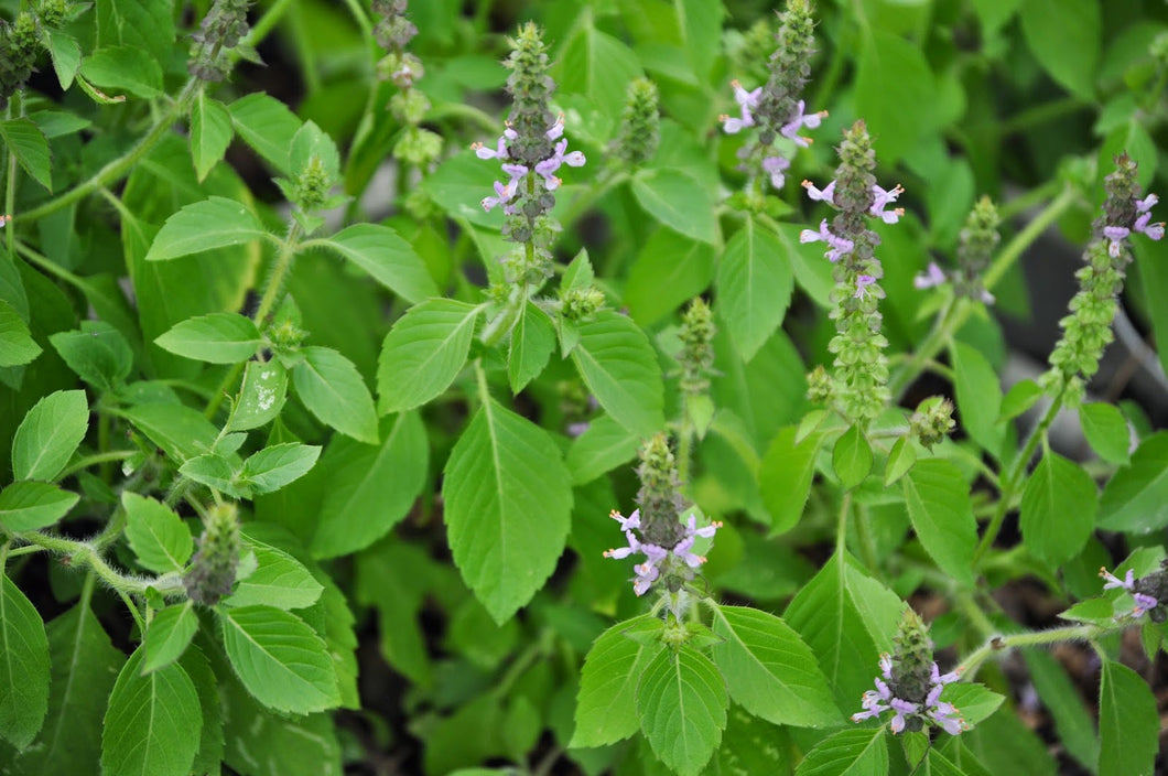 Herb Basil Holy Organic