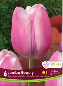 Bulbs, Tulip, Jumbo Beauty