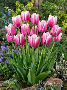 Bulbs, Tulip, Jumbo Beauty