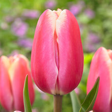 Load image into Gallery viewer, Bulbs, Tulip, Jumbo Beauty
