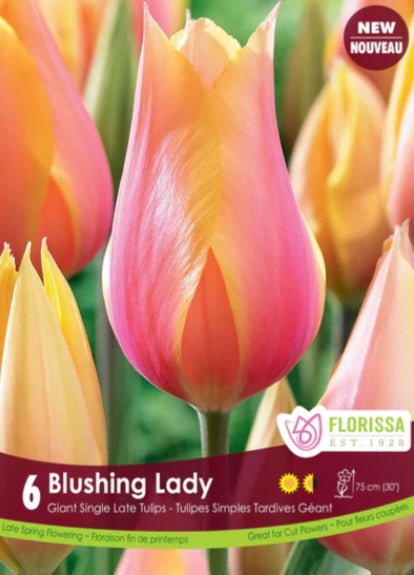 Bulbs, Tulip, Blushing Beauty