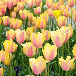 Bulbs, Tulip, Blushing Beauty