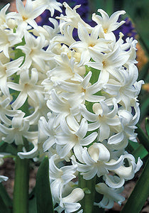 Bulbs, Prepared Hyacinth, L'Innocence