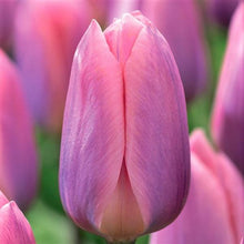Load image into Gallery viewer, Bulbs, Tulip, Light and Dreamy
