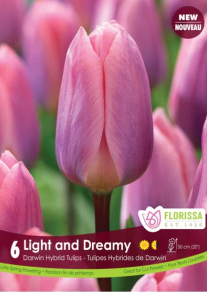 Bulbs, Tulip, Light and Dreamy